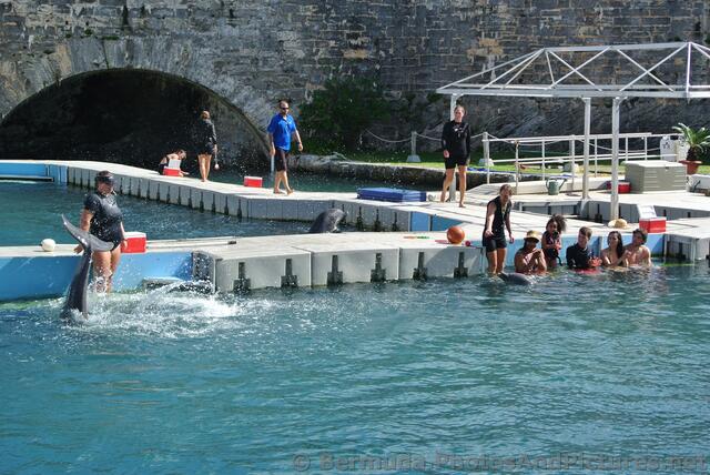 Dolphin fin sticking out of water at Dolphin Quest Bermuda National Museum.jpg