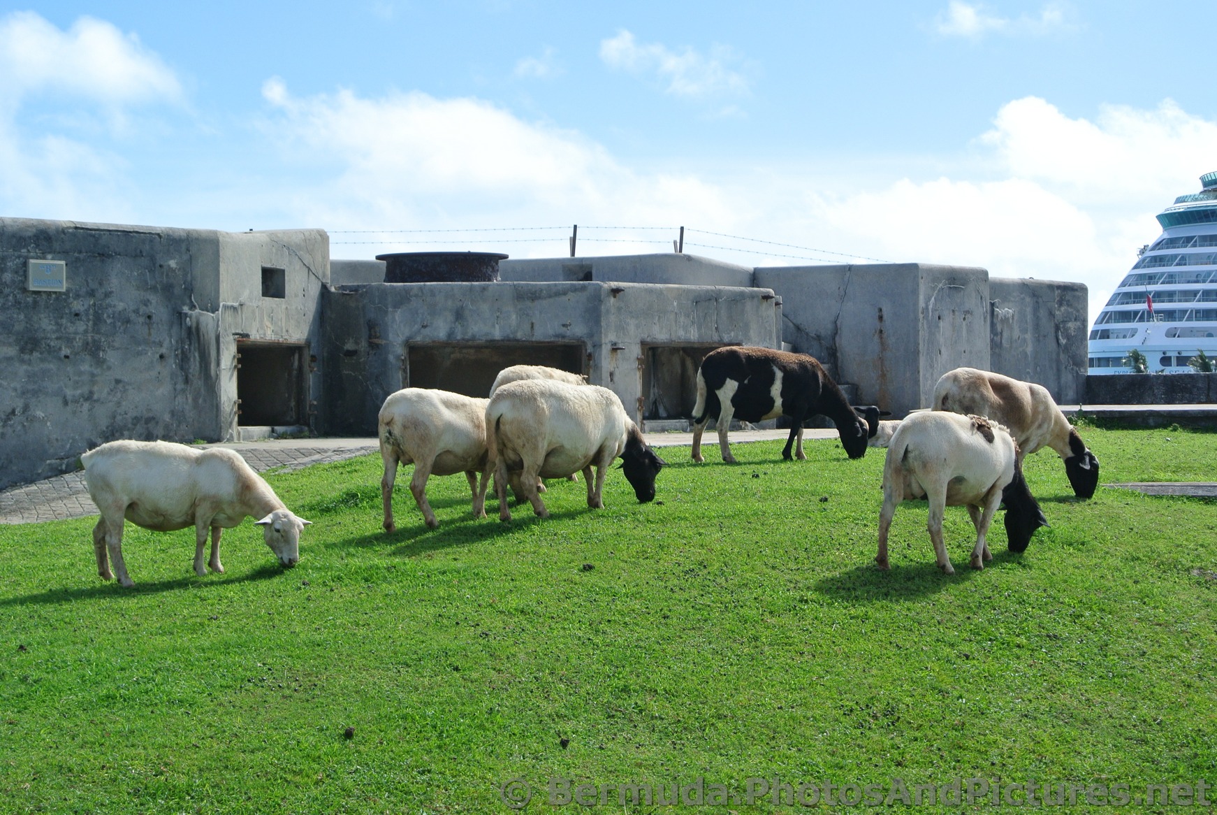 Grazing sheep at grounds of Bermuda National Museum.jpg