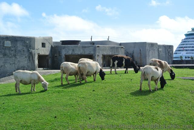 Grazing sheep at grounds of Bermuda National Museum.jpg