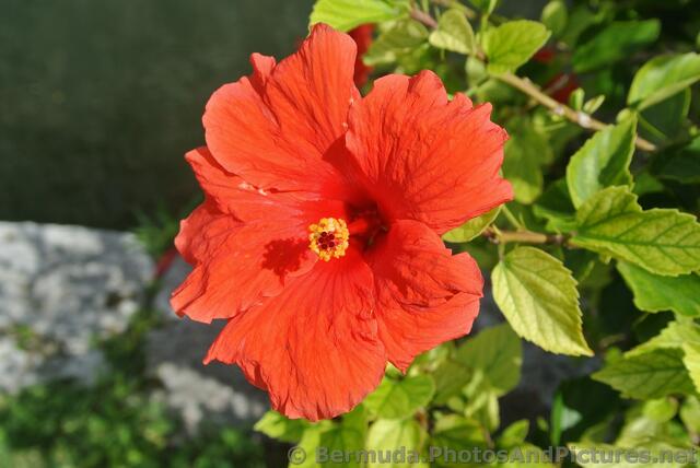 Red flower in Bermuda.jpg