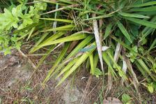 Light blue Gecco Lizard on a leaf in Bermuda Horseshoe Bay.jpg