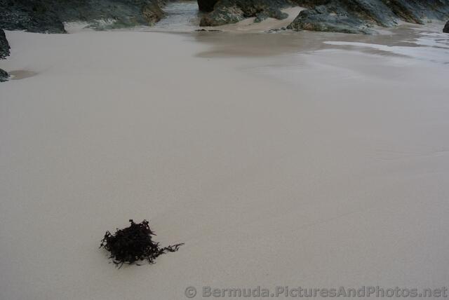Seaweed on the sand at Horseshoe Bay Beach.jpg