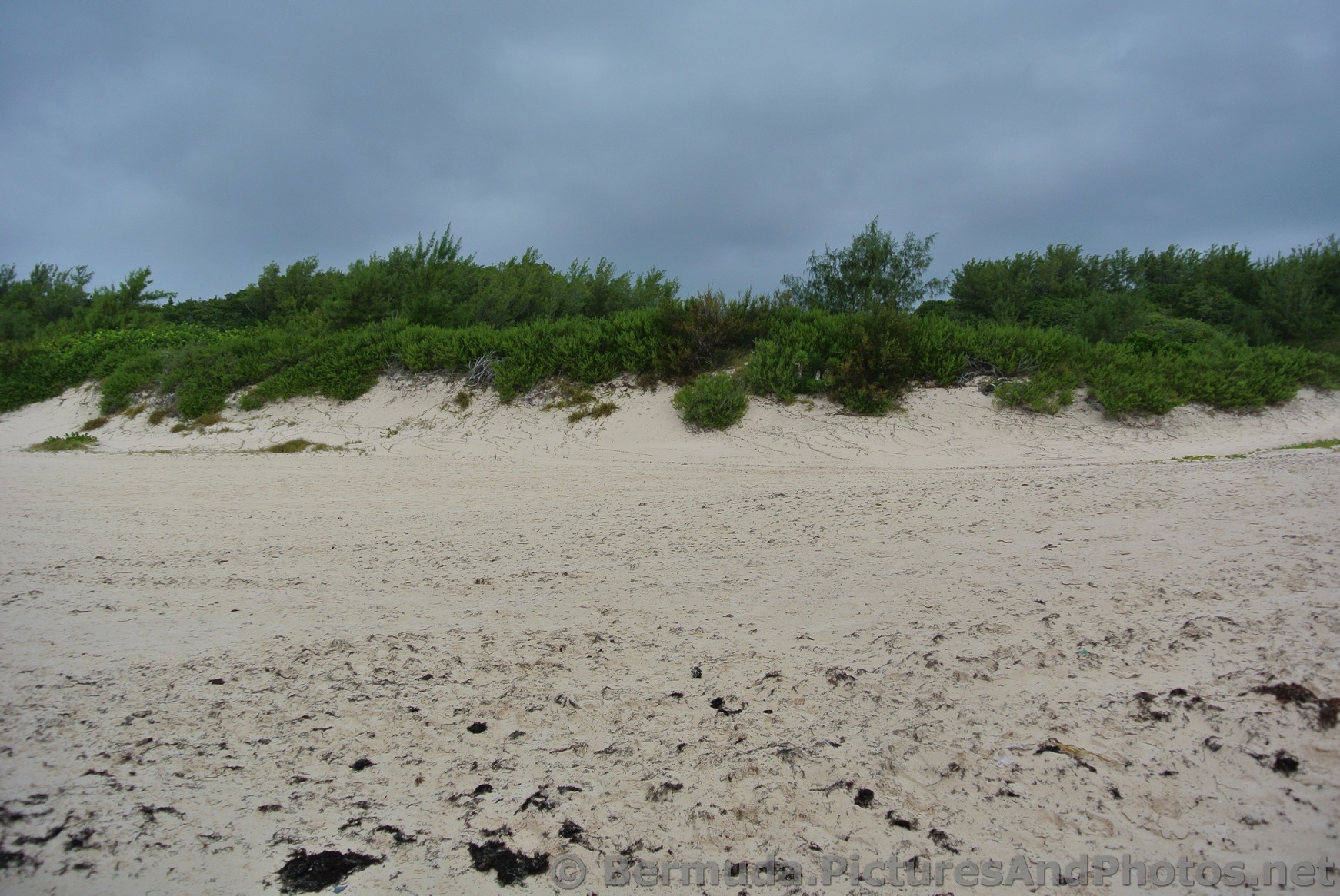 Green Beach plants near Horseshoe Bay beach.jpg