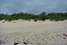 Green Beach plants near Horseshoe Bay beach.jpg
