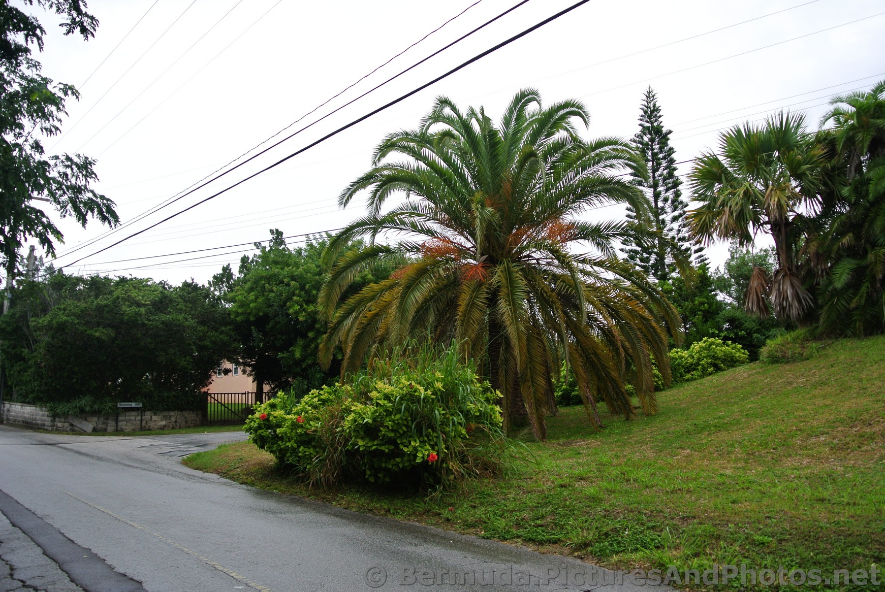 Palm trees at Lighthouse Road Bermuda.jpg