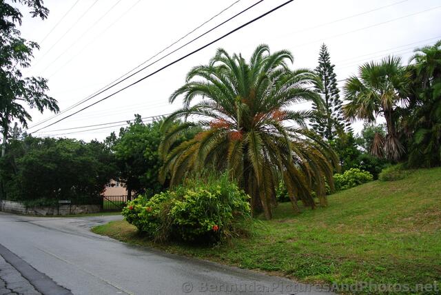 Palm trees at Lighthouse Road Bermuda.jpg