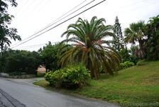 Palm trees at Lighthouse Road Bermuda.jpg