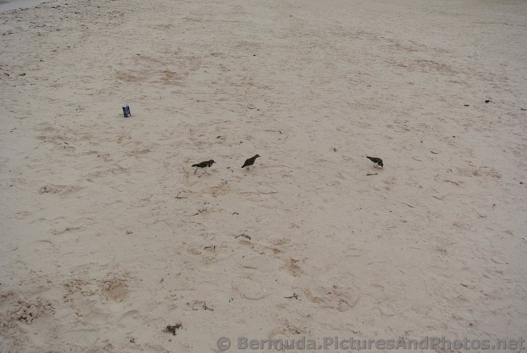 Little Birds at Horseshoe Bay Beach Pink Sand.jpg