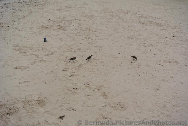 Little Birds at Horseshoe Bay Beach Pink Sand.jpg
