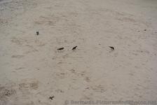Little Birds at Horseshoe Bay Beach Pink Sand.jpg