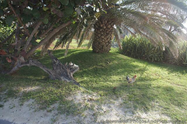 Chickens and tropical trees at Snorkel Park Beach.jpg
