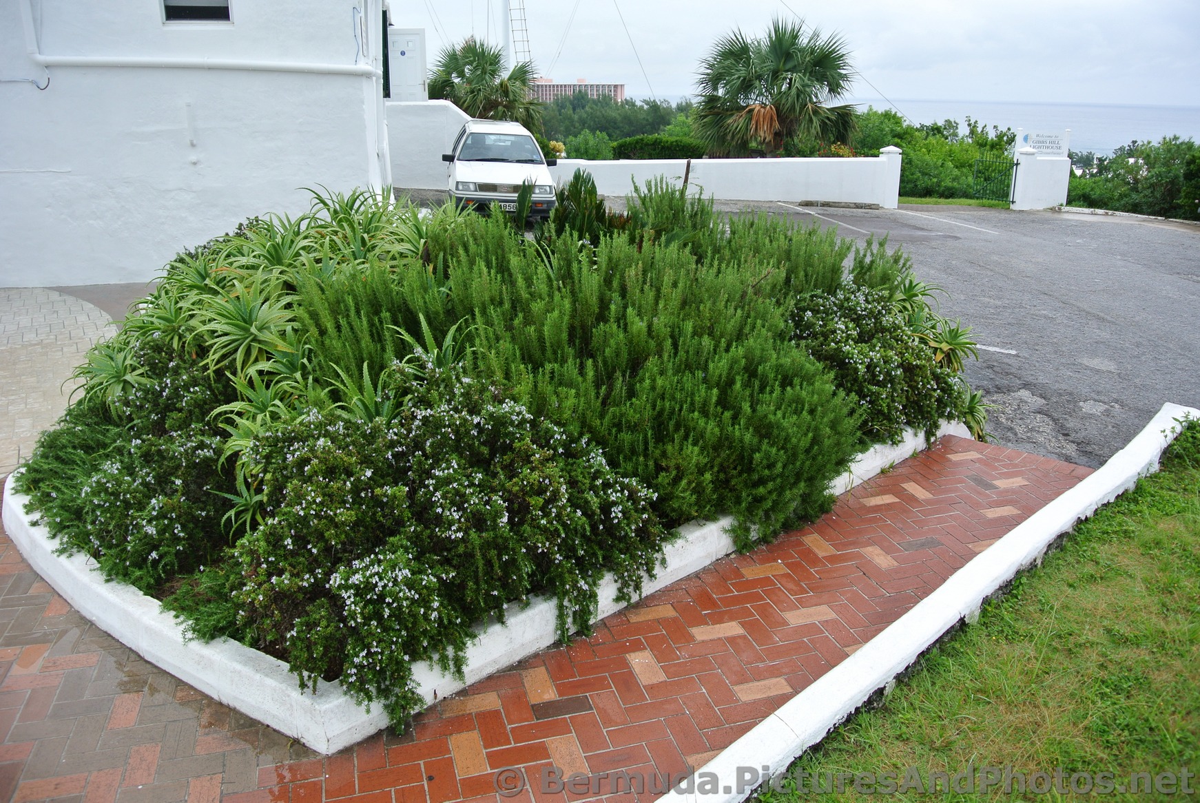 Native Bermuda Plants at Gibbs Hill Lighthouse grounds.jpg