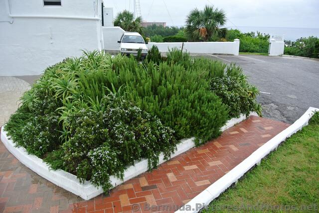 Native Bermuda Plants at Gibbs Hill Lighthouse grounds.jpg