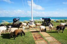 Grazing Sheep at Bermuda Maritime Museum.jpg