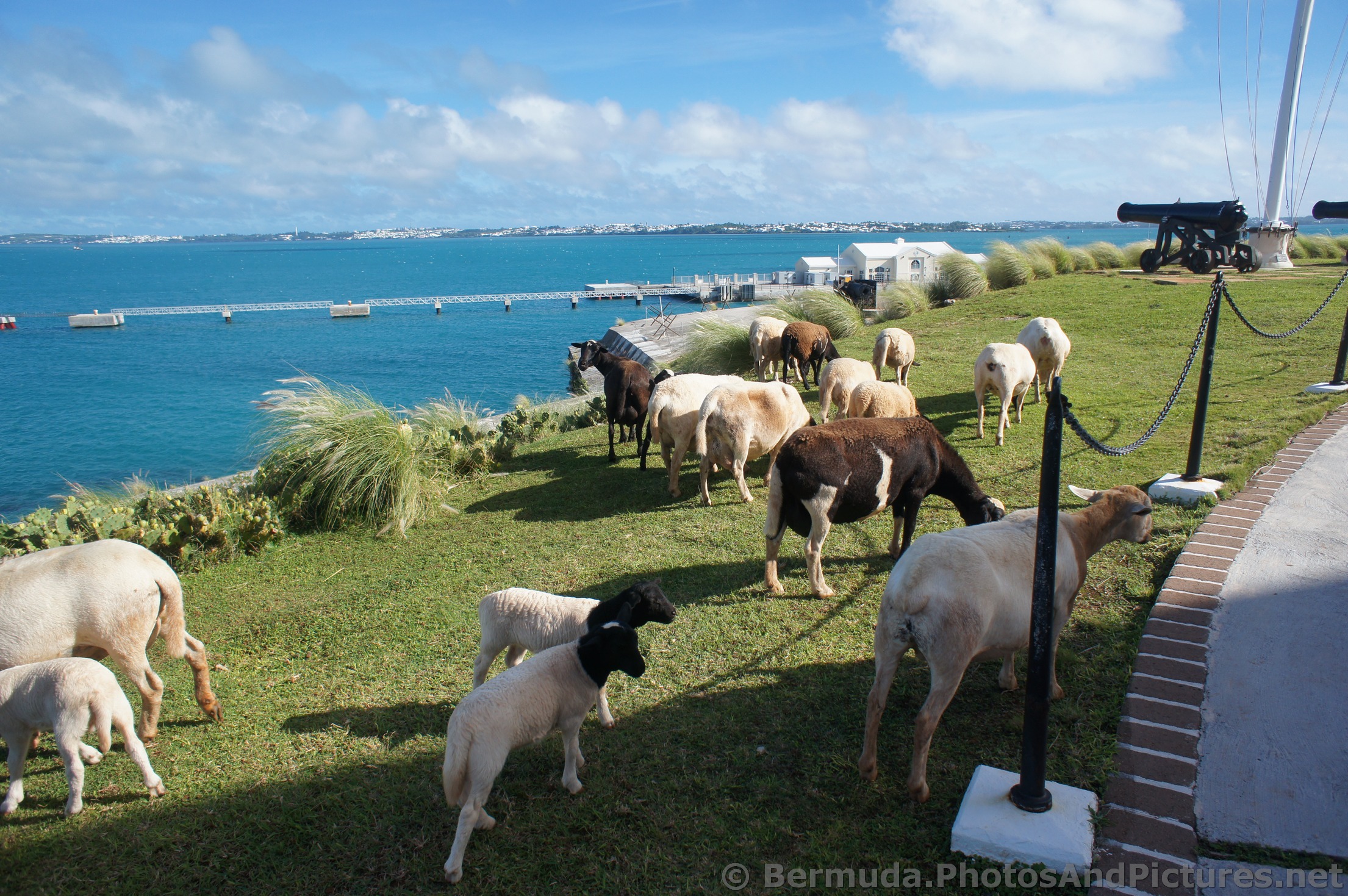 Sheep at Bermuda Maritime Museum grounds.jpg