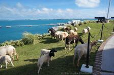 Sheep at Bermuda Maritime Museum grounds.jpg