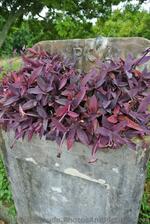 Stone planter on Lighthouse Rd Bermuda.jpg