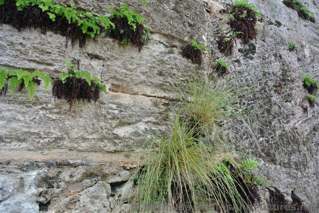 Plants growing on the walls of Royal Naval Dockyard Bermuda.jpg