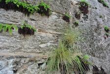 Plants growing on the walls of Royal Naval Dockyard Bermuda.jpg