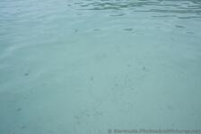 Small silver fish in the waters off of Bermuda Snorkel Park Beach.jpg