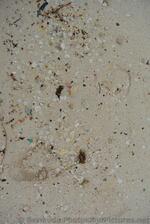 Colorful shells found at Snorkel Park Beach.jpg