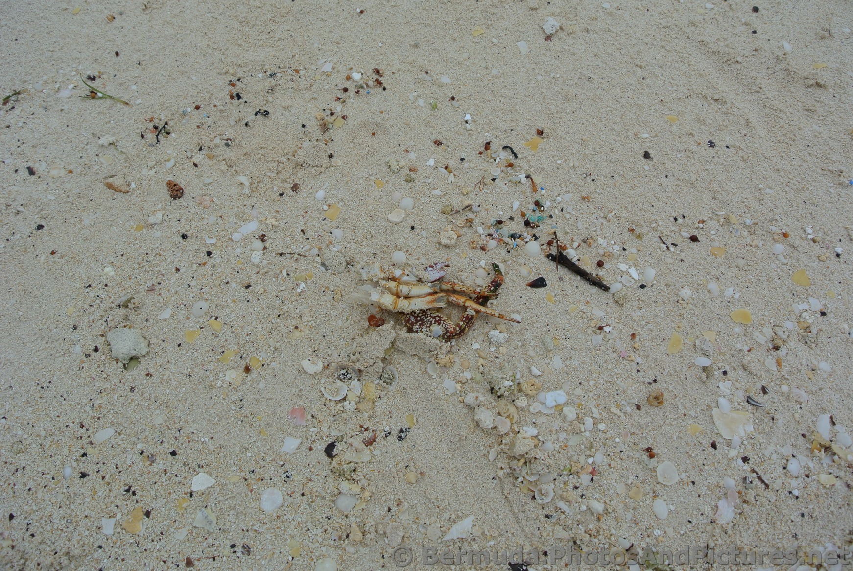 Crab legs and shells at Snorkel Park Beach.jpg