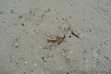 Crab legs and shells at Snorkel Park Beach.jpg