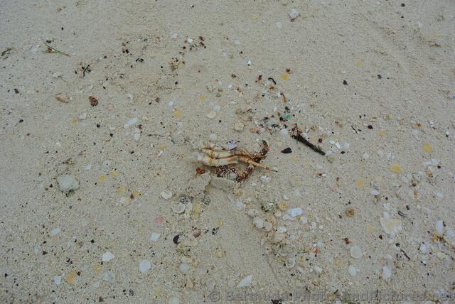 Crab legs and shells at Snorkel Park Beach.jpg