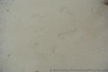 Foot prints in the sand at Snorkel Park Beach.jpg