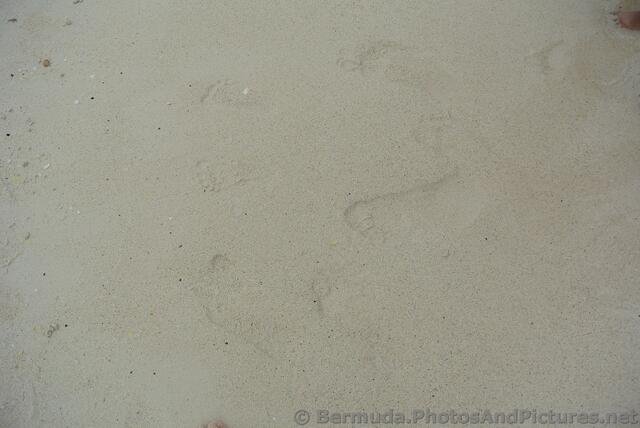Foot prints in the sand at Snorkel Park Beach.jpg