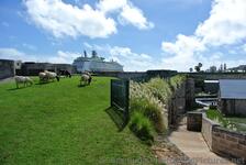 Sheeps Grazing with Royal Caribbean Explorer of the Seas in the background National Museum of Bermuda.jpg