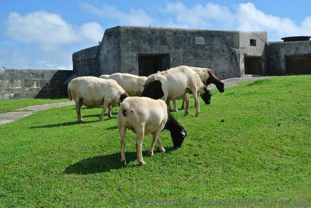 Grazing sheep near Commissioner's House National Museum of Bermuda.jpg