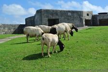 Grazing sheep near Commissioner's House National Museum of Bermuda.jpg