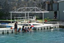 Kid touches dolphin at National Museum of Bermuda.jpg