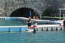 Dolphin listens to trainer's command at National Museum of Bermuda.jpg