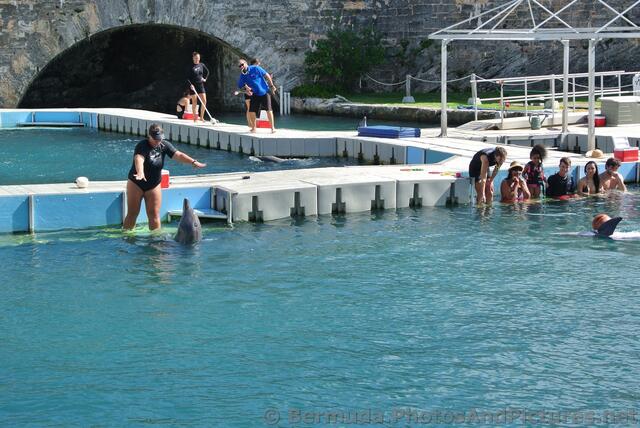 Dolphin trainers & tourists at National Museum of Bermuda.jpg