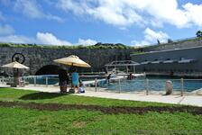 Dolphin Quest area at National Museum of Bermuda.jpg
