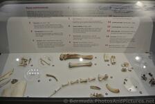 Bones & botanicals from archaeological sites of Bermuda displayed at Queen's Exhibition Hall of National Museum of Bermuda.j