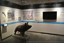 Bermuda Container Line Gallery Queen's Exhibition Hall of National Museum of Bermuda.jpg