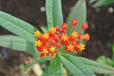 Red & Yellow flowers of Oleander at National Museum of Bermuda.jpg