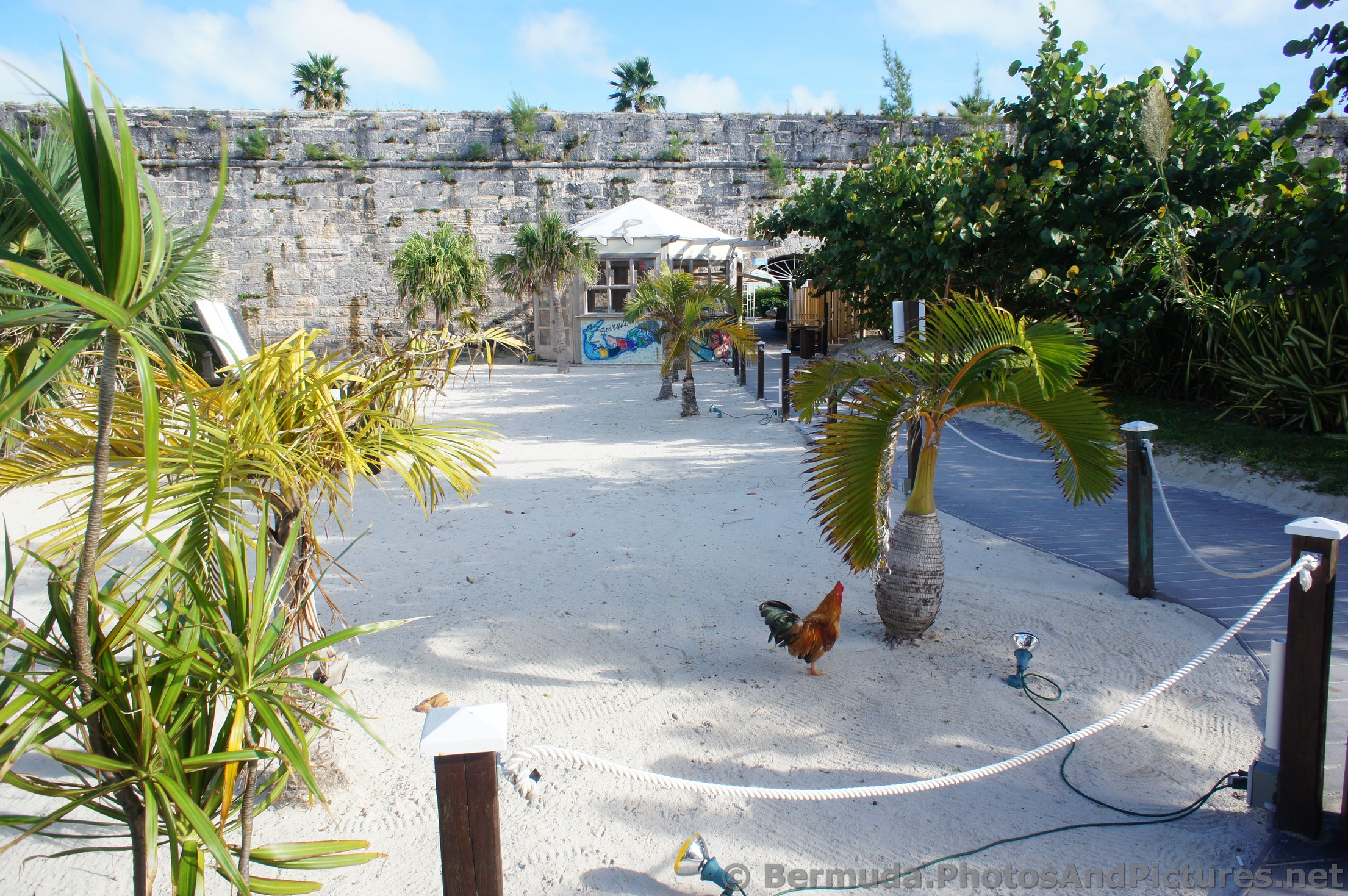 Chicken at Snorkel Park Beach.jpg
