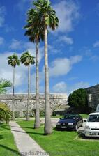 Palm trees in Bermuda Royal Dockyard parking lot.jpg
